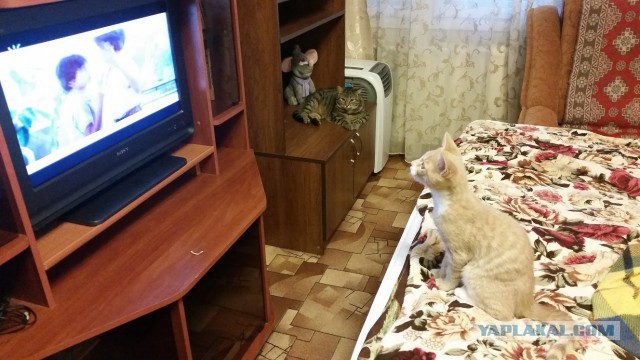 Котовторник 16.09.14