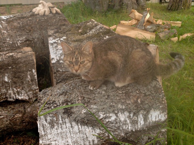 Коты, которые всегда рады помочь своему хозяину