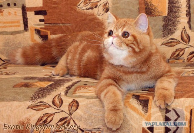 Котовторник 23.09.2014.
