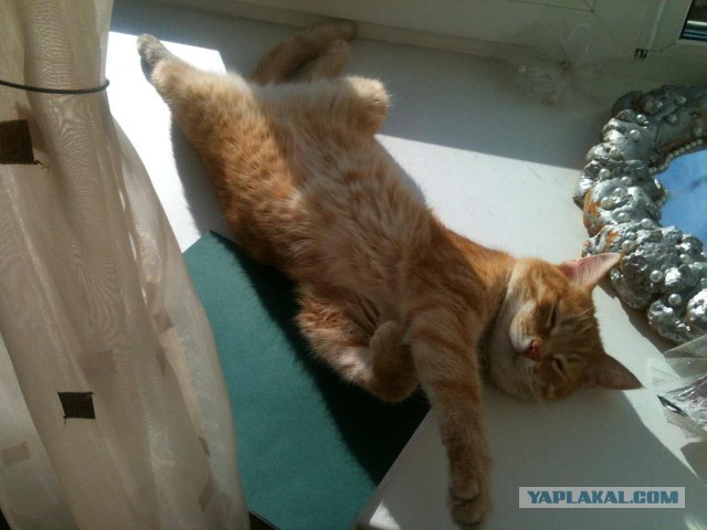 Котовторник 21.10.2014