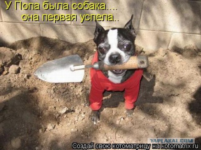 Немного братьев наших меньших! ЧЕТВЕРГ