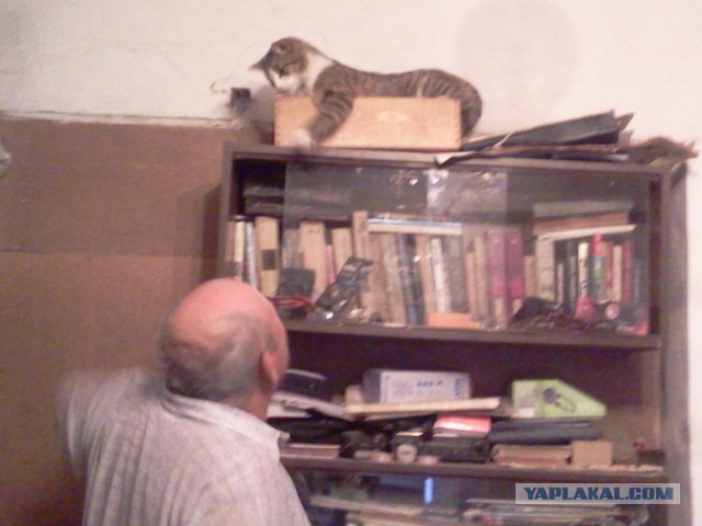 Котовторник   02.06.2015