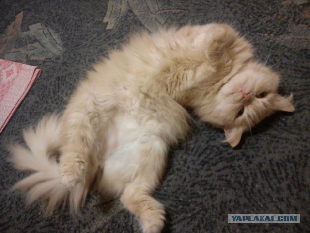 Котовторник