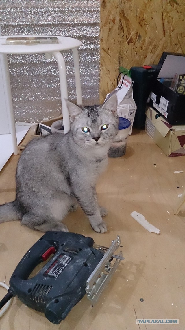 Котовторник 29-09-2015,