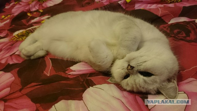 Котовторник 01.12.2015