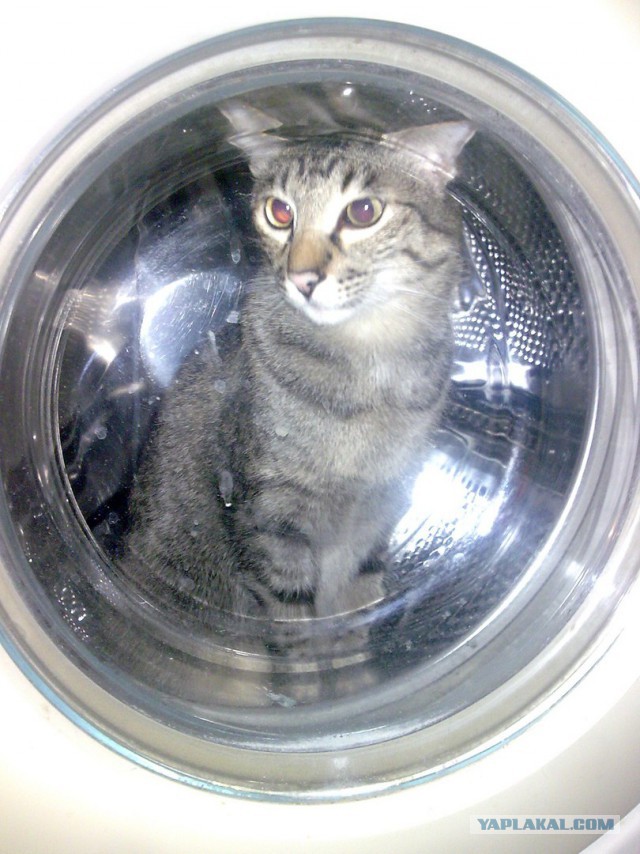 Котовторник 15.12.2015