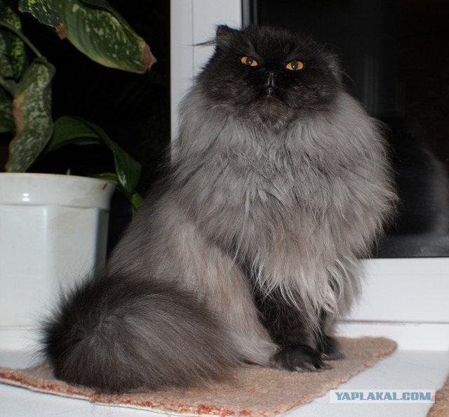 Котовторник 22.12.2015
