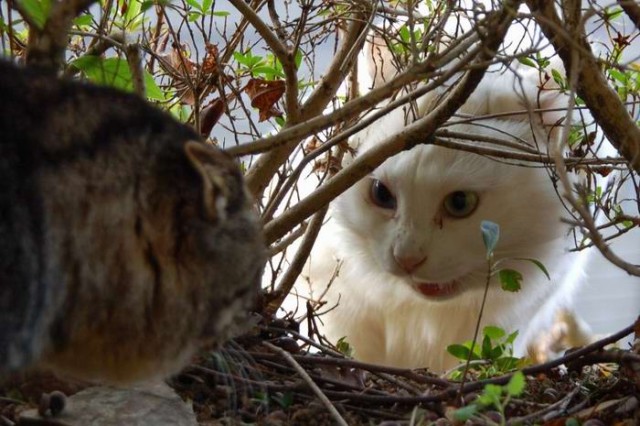 Коты, кошки, котята