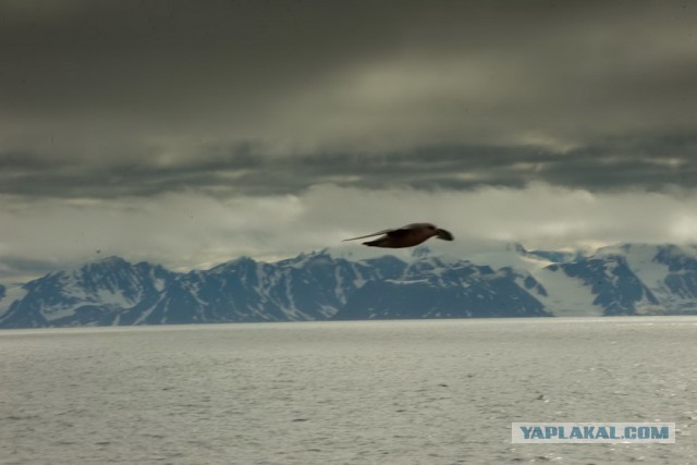 Шпицберген наш. Объясняю почему
