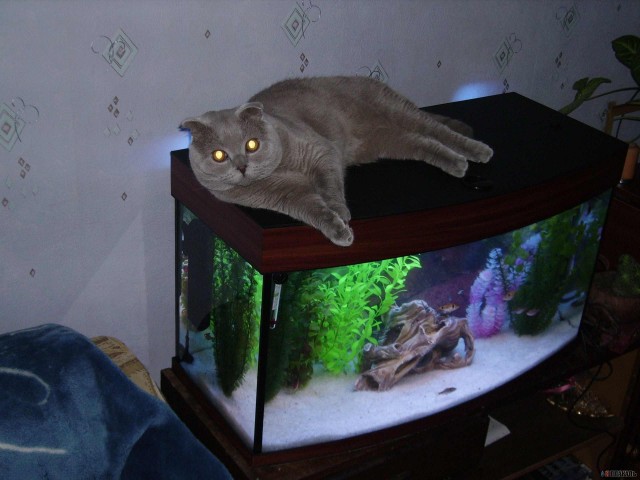 Вторничные кошаки