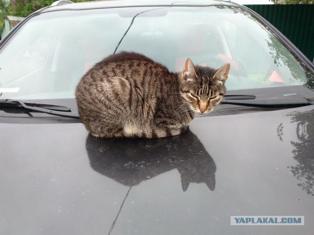 Котовторник 17.05.2016