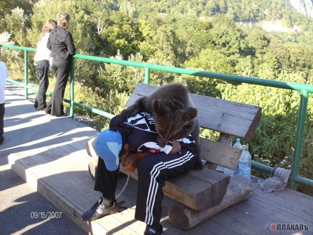 Все о МЕДВЕДЯХ