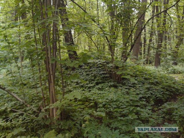 Прогулка по курганам Вятичей и языческому капищу в Царицыно