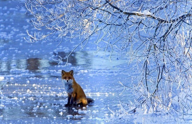 Самые смешные животные
