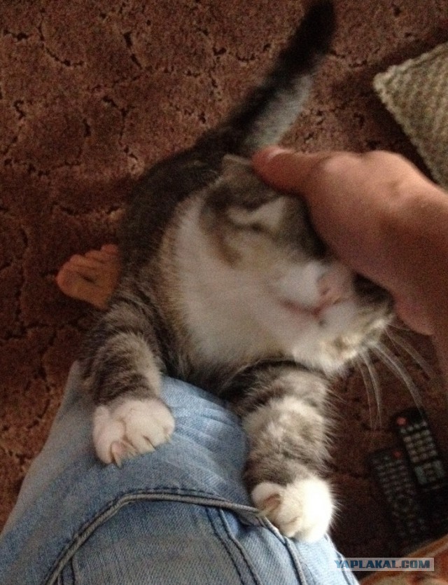 Котовторник 27.12.2016