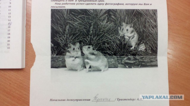 Как я сынишкой манипулировал