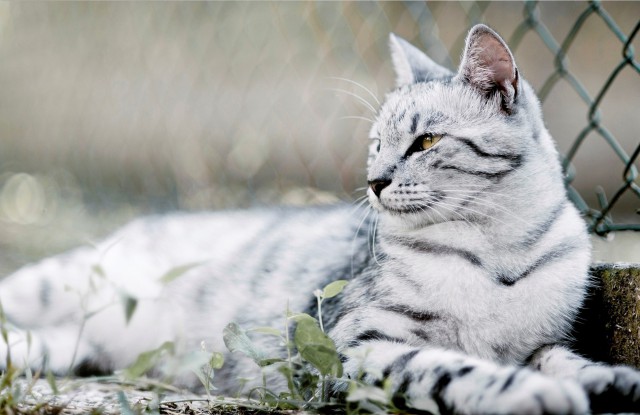 Коты и Кошки