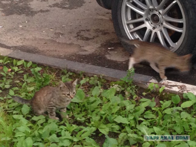 Котовторник 11.07.2017