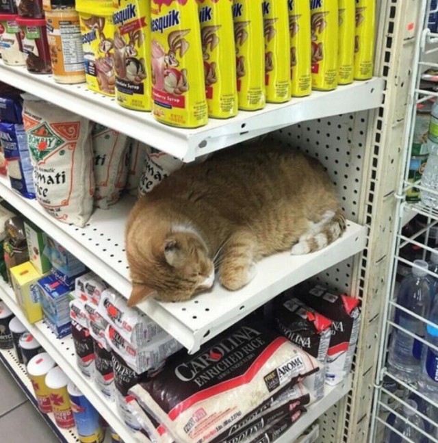 Коты и Кошки