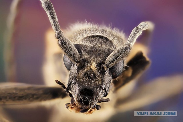 Макро портреты  «extreme macro»