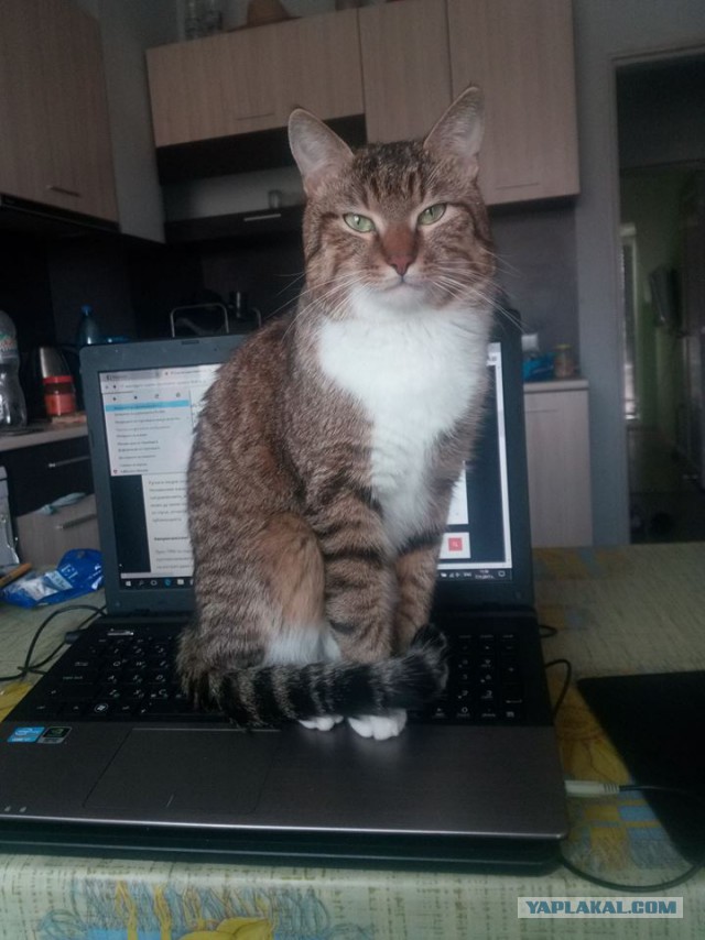 Котовторник  05.12.2017