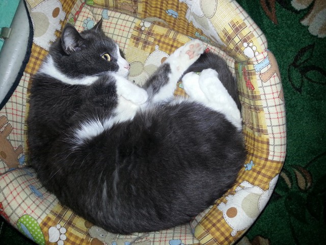 Котовторник 27.02.2018 наступил!