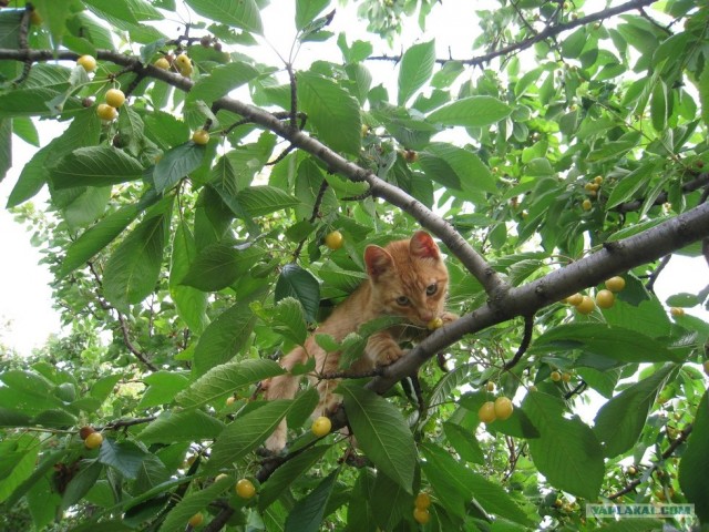 Котовторник на 22 июня