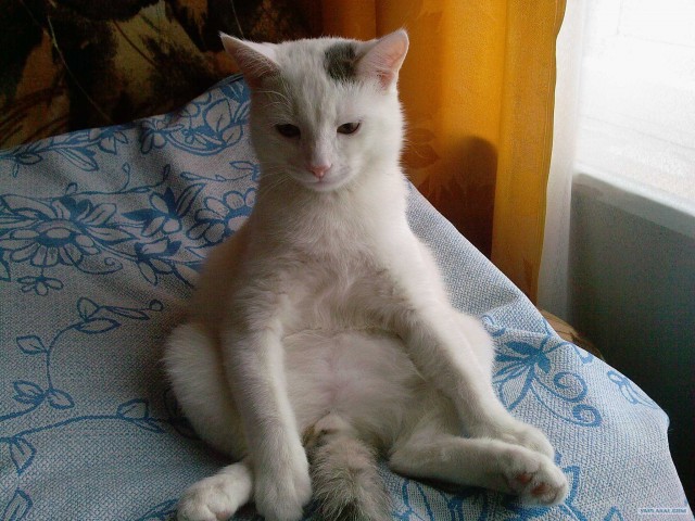 It's Catursday Fever! (Котовторник)