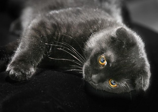 Котовторник уже сегодня!