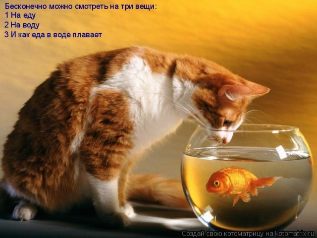 Телевизор для кота