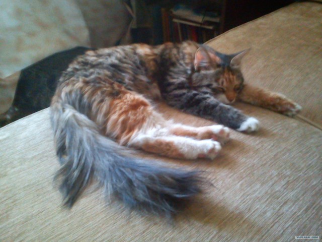 Котовторник  07.06.11
