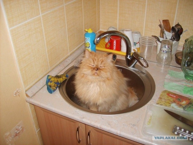 Ну и где ваш котовторник?