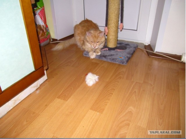 Котовторник 13.12.11 - магическе числа