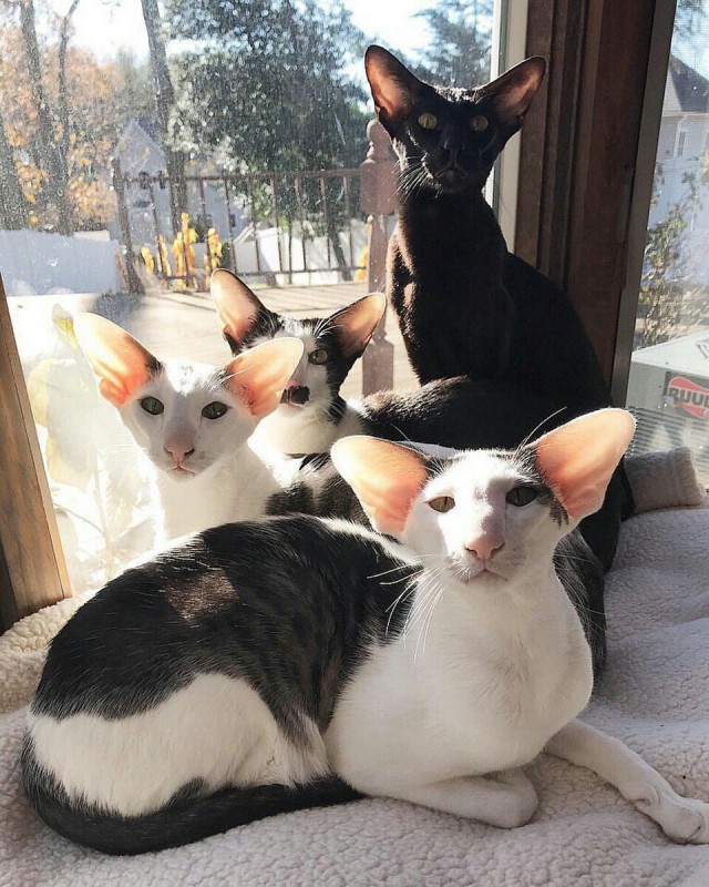 Прикольных котов пост