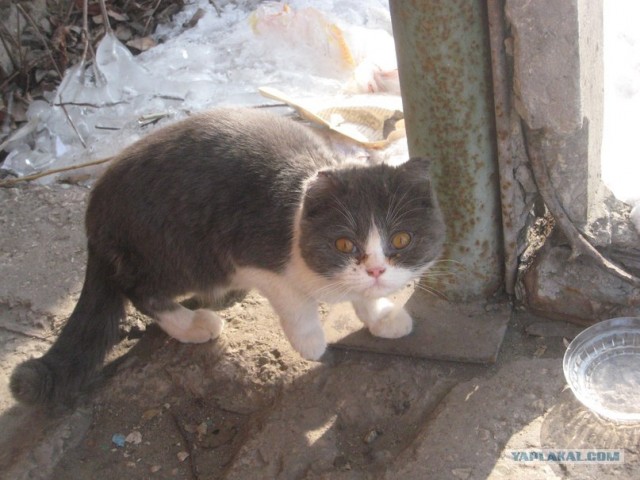 Котовторник  от 3.04.2012