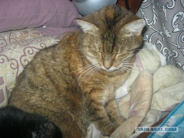Жизнь домашнего приюта для котеек 251
