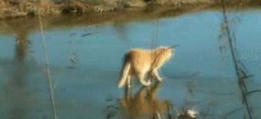 Осторожнее надо гулять по льду