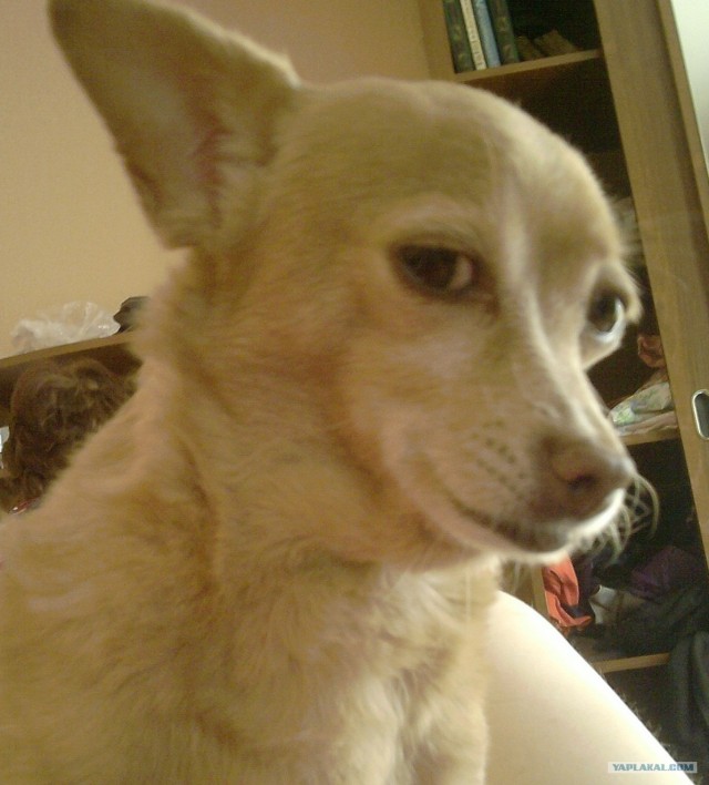 СобакоСреда 30.05.2012