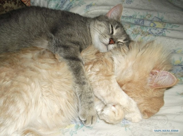 Котовторник 30.10.2012