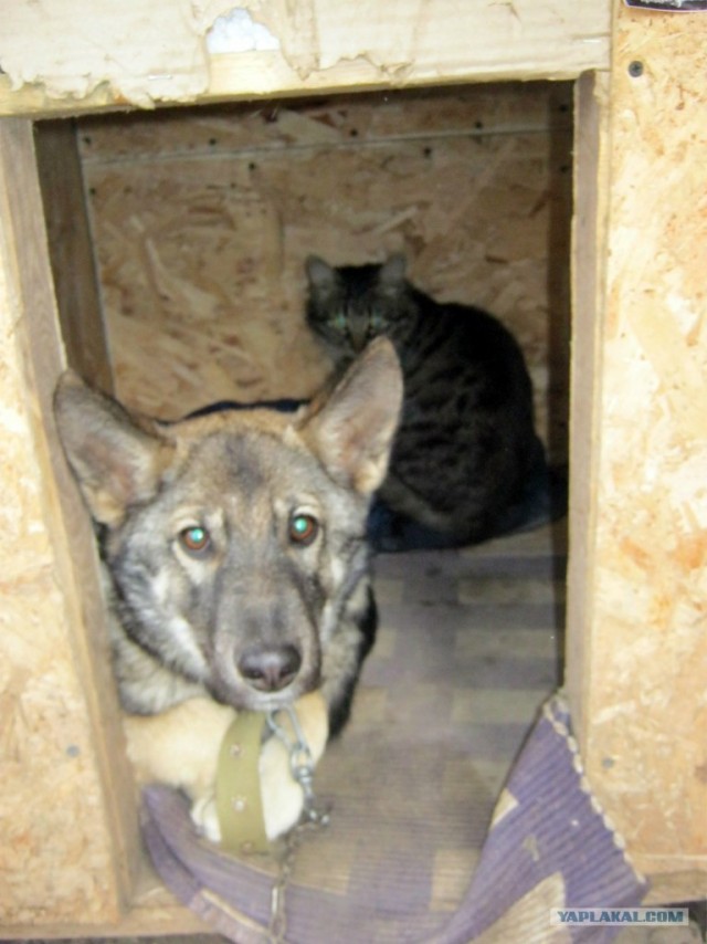 Собакочетверг