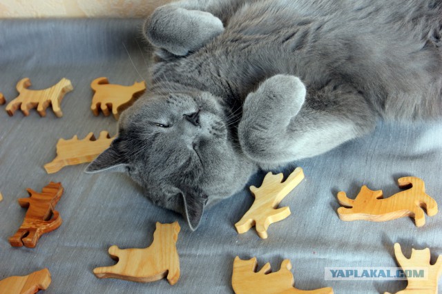 С Днём кошки!