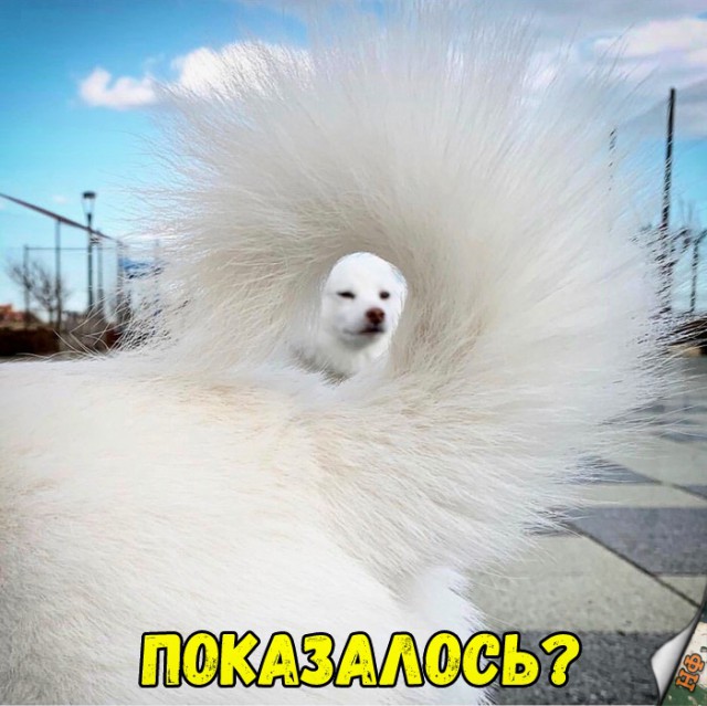 Милые животные. Мимиметр сломался
