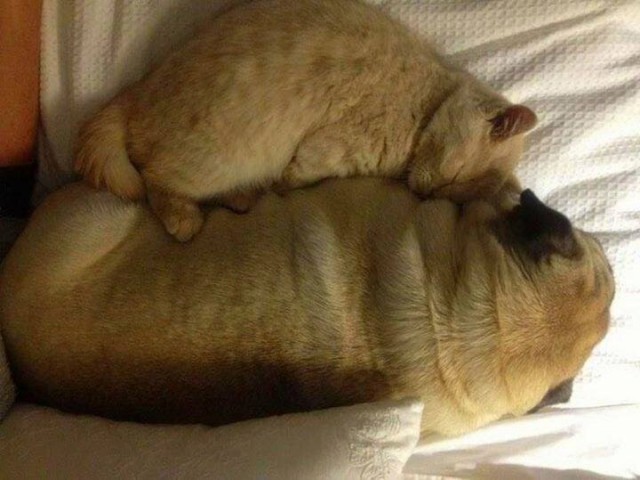 Уже не котовторник, но еще и не собакочетверг
