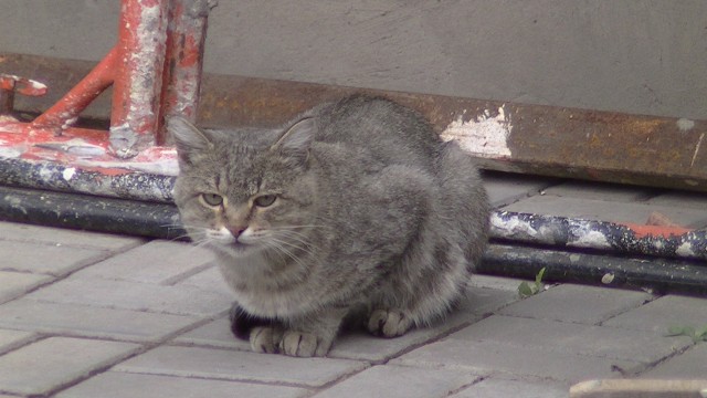 Живность из сети