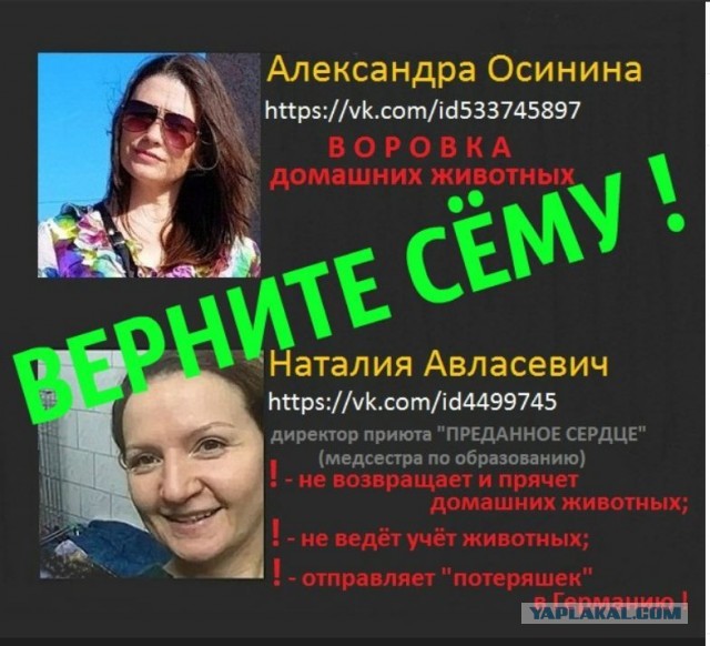 Помогите вернуть кота! Приют "Преданное сердце" украл кота и не отдает!-2
