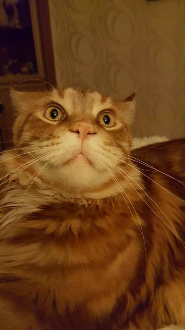 ̶К̶о̶р̶о̶н̶  Котовторник!