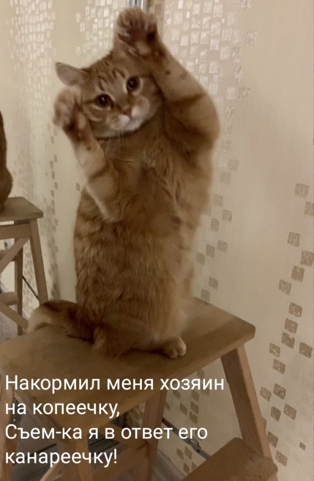 Пожалуйста, не бросайте животных
