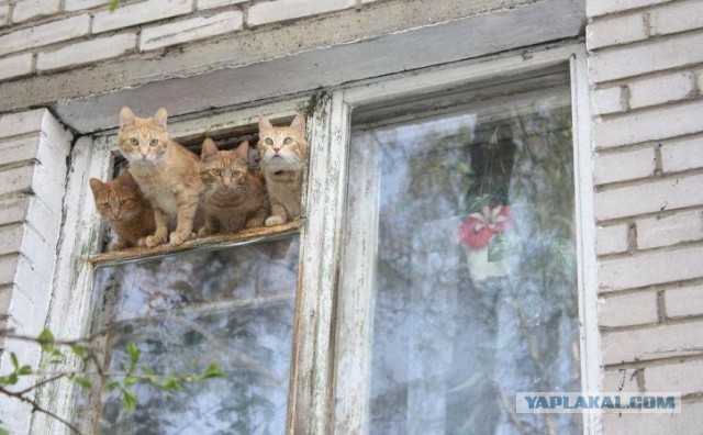 Задорные заборные котэ