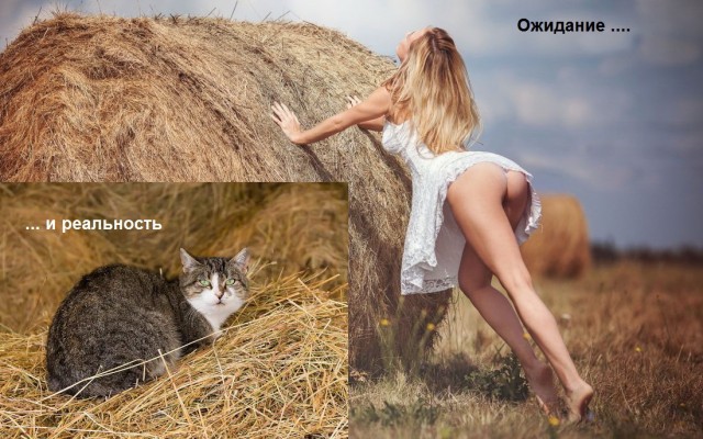 Почему кошки не ладят с собаками?