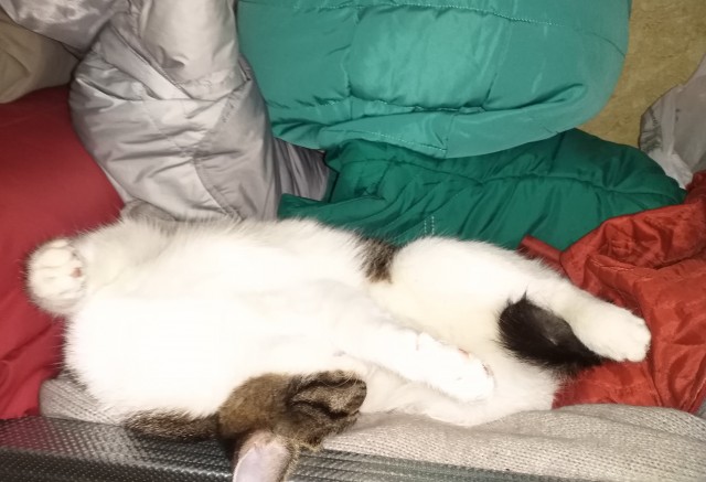 Коты, которые спят где попало и как попало